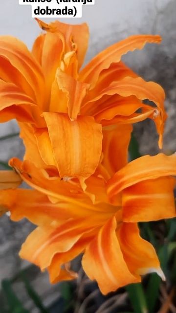 Hemerocallis fulva 'kwanso' (laranja dobrada) #shorts #short смотреть онлайн