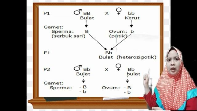 Persilangan Monohibrid смотреть онлайн