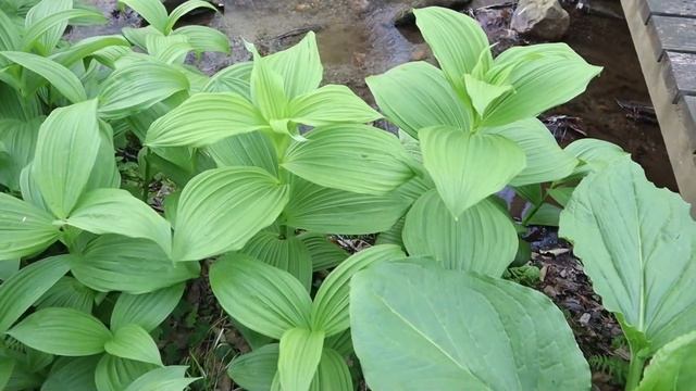 Foragers cause spike in Poison Control emergencies! False Hellibore смотреть онлайн