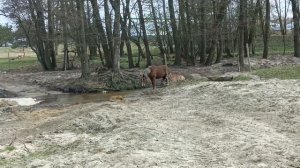 Русский тяжеловоз,сбежал табун лошадей