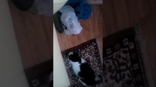 Кот боится кабачка!!!! Огурцы 2 смотреть онлайн