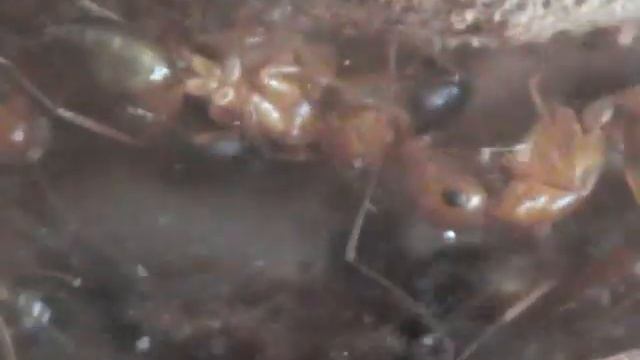 Мои муравьи -Camponotus из Израиля смотреть онлайн