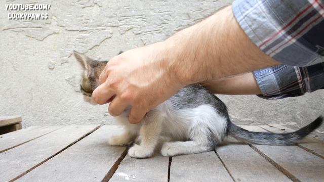 an OLD HEAD on YOUNG SHOULDERS. The SKINNY TINY KITTEN is only ONE HAND TALL. | Lucky Paws смотреть онлайн