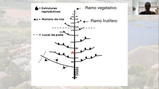 VÍDEO AULA BOTÂNICA DO ALGODOEIRO смотреть онлайн