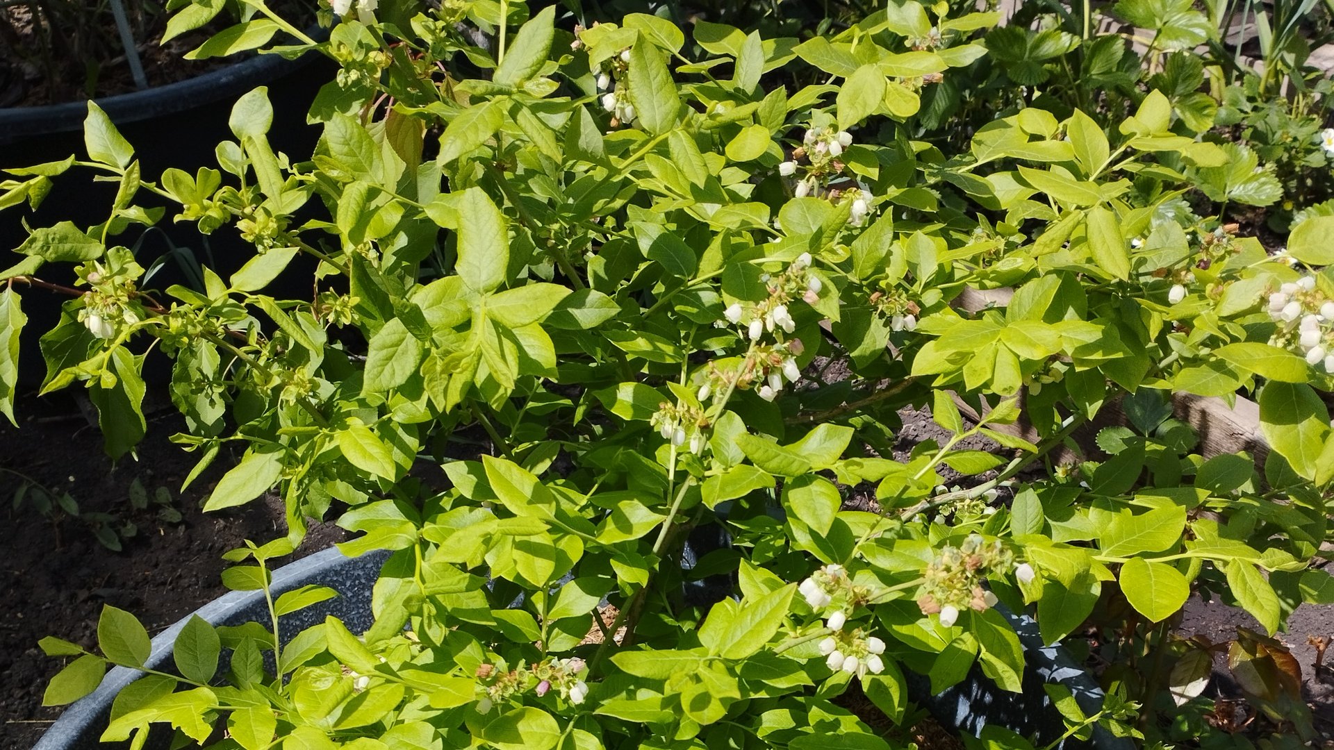 Опыт выращивания голубики в контейнерах смотреть онлайн