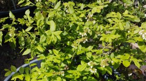 Опыт выращивания голубики в контейнерах