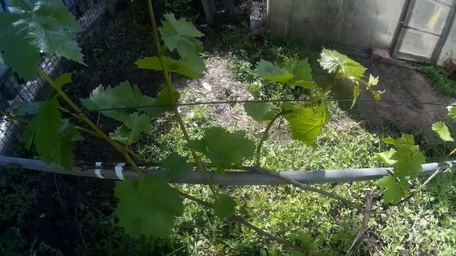 Виноград. Холостой куст. ЛПХ. смотреть онлайн