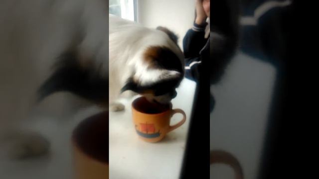 Бакси любит колу. смотреть онлайн