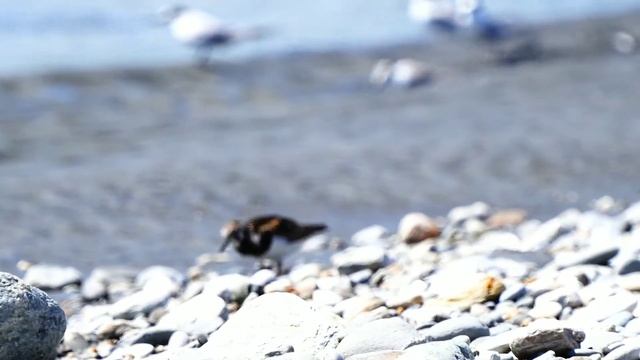 翻石鷸 смотреть онлайн