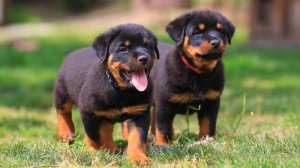 Ротвейлер. История породы и её особенности.