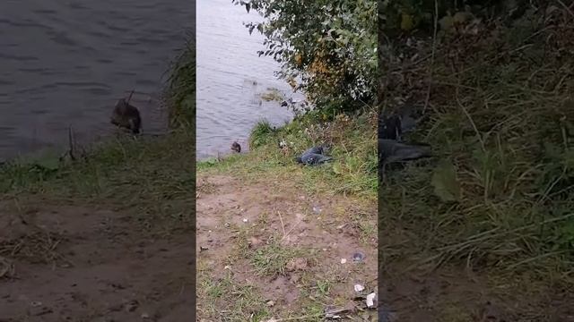 Битва за хлеб/Голуби против утки😁😁😁 смотреть онлайн