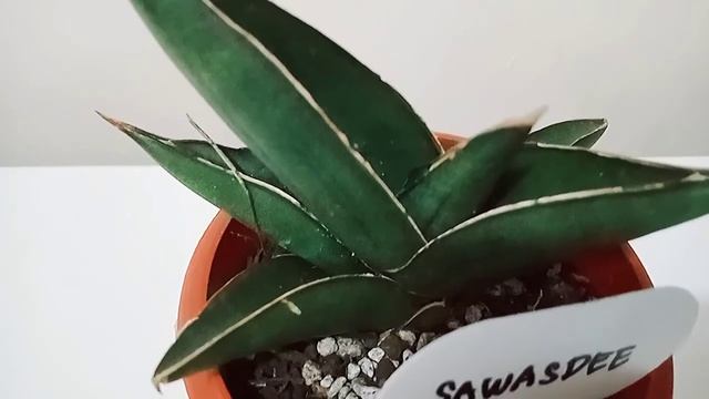 [Sansevieria Sawasdee]Day 44 With My Sansevieria Dracaena Year End Plant Journey