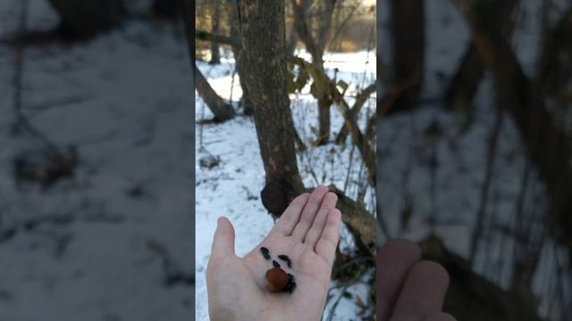 Красивая серая синица прилетела смотреть онлайн