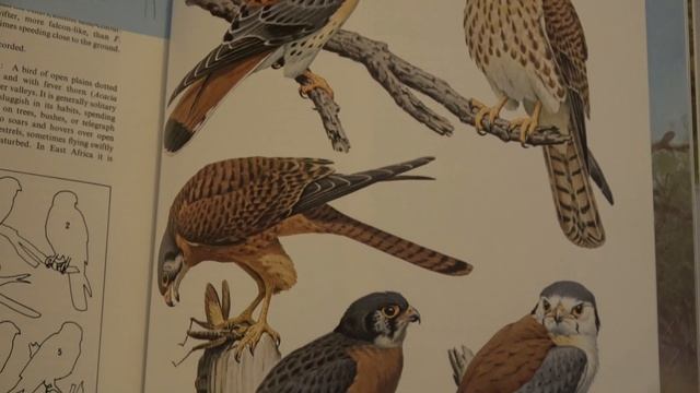 Falconry: American kestrel VS Eurasian kestrel #wildlife смотреть онлайн