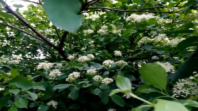 Активный сбор меда пчёлами. смотреть онлайн