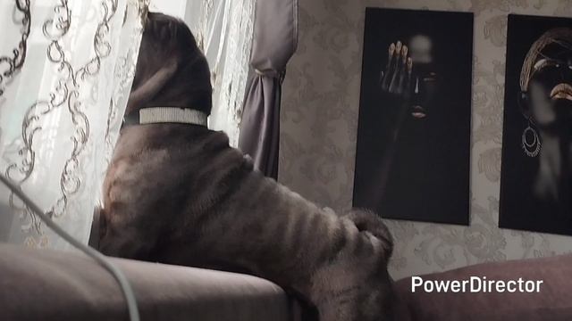 Каролина все смотрит в окно в ожидании весны смотреть онлайн