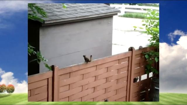 Неудачная белка смотреть онлайн