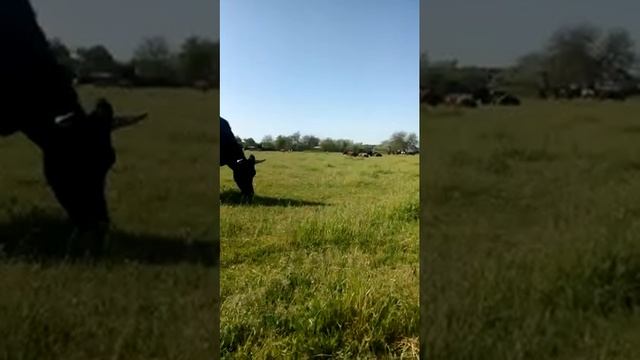 Корова первый день на пастбище. смотреть онлайн