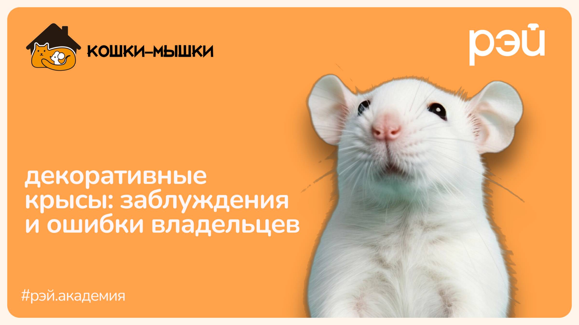 Декоративные крысы: заблуждения и ошибки владельцев смотреть онлайн