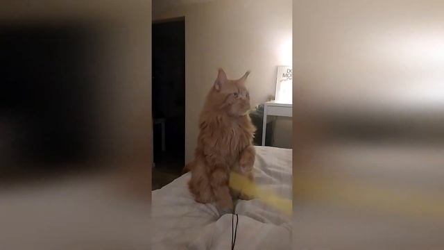 Maine Coon Wagner is grunting while playing | Мейн-кун Вагнер смешно хрюкает, когда играет с мышкой смотреть онлайн
