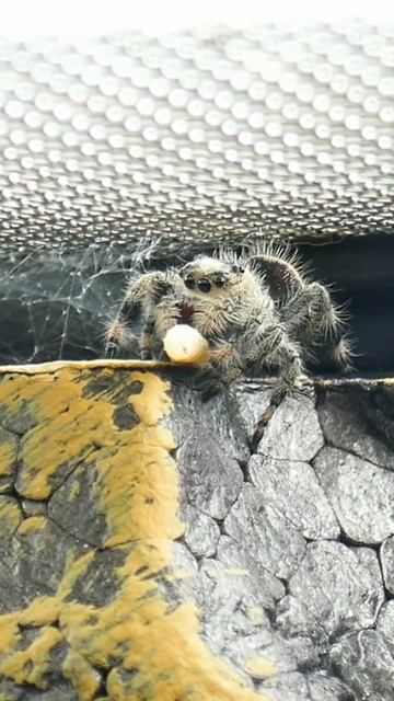 Cute Jumping Spider undecided if it should get the maggot #shorts смотреть онлайн