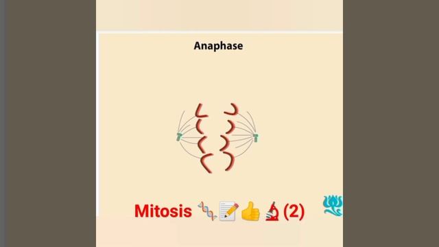 Mitosis 🧬🔬👍📝(2) l Somatic cell division #viral #@botanysolution4054 смотреть онлайн