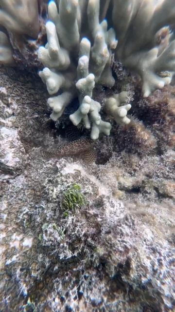 #maldives#ocean#мальдивы#подводой#подводныймир#риф#мальдивы#fish#indianocean#oceanlife#island смотреть онлайн