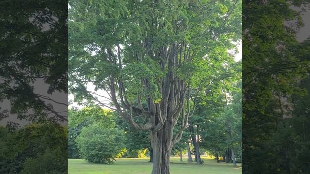 big, beautiful tree in the park #tree #park смотреть онлайн