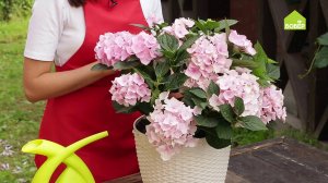 ВЫРАЩИВАЕМ ГОРТЕНЗИЮ. Как правильно ухаживать за гортензией. Советы начинающим цветоводам