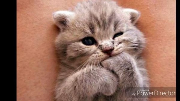 Милая музыка