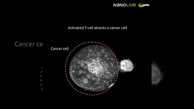 Activated T cell attacks a cancer cell смотреть онлайн