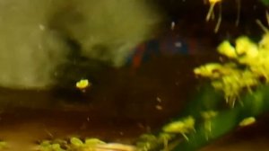 Жизнь в аквариуме