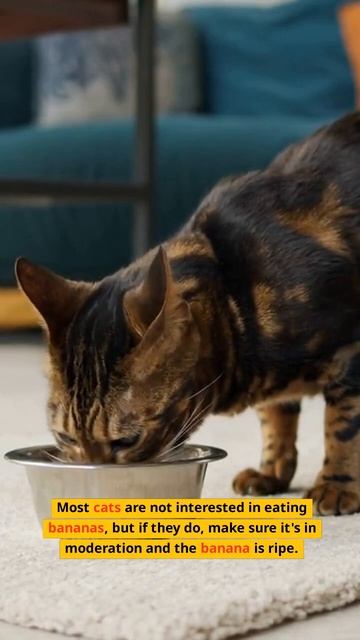 Can Cats Eat Bananas? #shorts #cat #catvideos смотреть онлайн