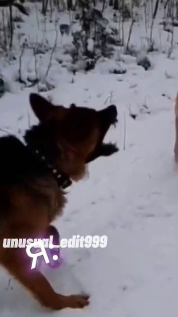 эдит(немецкая овчарка,доберман,бордер колли)опять какое то говно получилось 😐😑 смотреть онлайн