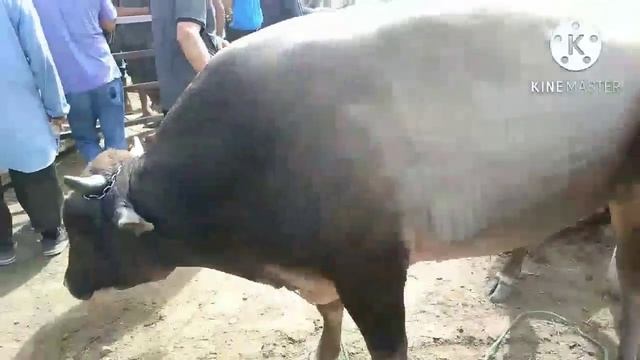 Говбозори н. Чайхун (Кумсангир) нархи гов хамачо як нарх аст! смотреть онлайн