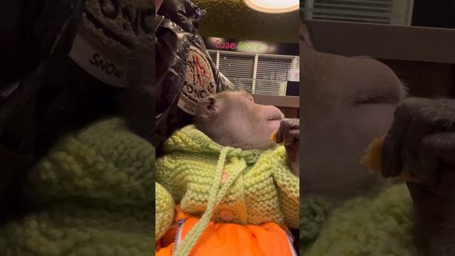 Жора на прогулке 🫶🐒#макака #обезьяна смотреть онлайн