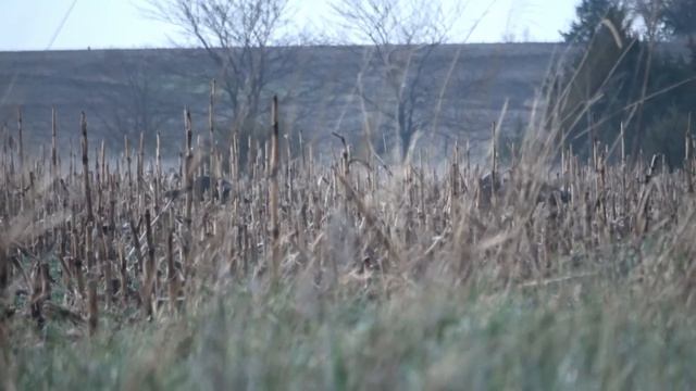 Bolt-Action 20 Gauge Turkey Takedown смотреть онлайн