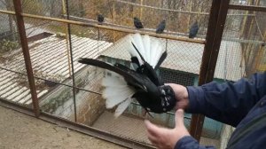 Николаевские голуби в Ялте (Крым). Мариупольское направление. +79787395899