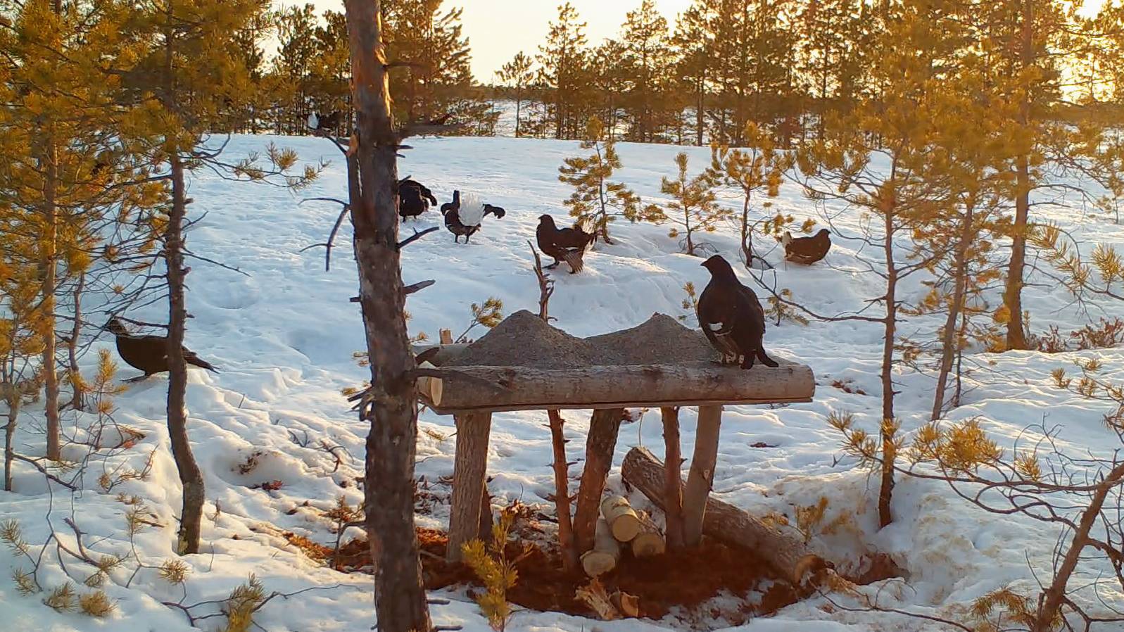 Сделал галечник на болоте, прямо на тетеревином току! Как на него отреагировали косачи?