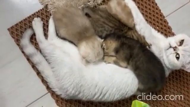 Кошка кормит котят#cat #котик #кот смотреть онлайн