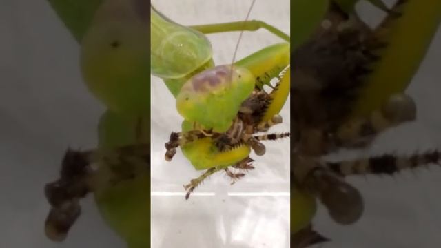 богомол кушает паука смотреть онлайн