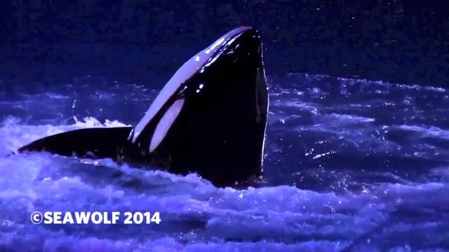 SeaWorld Texas - Shamu's Celebration: Light Up The Night - 06.14.2014 смотреть онлайн