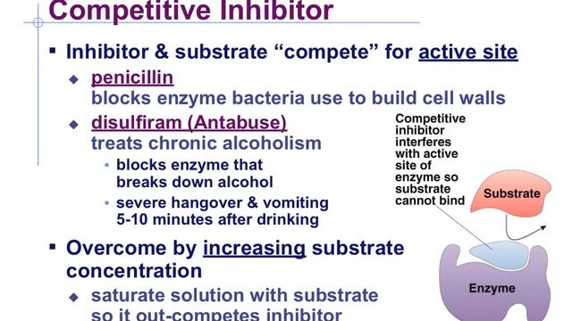 Factors that Affect Enzymes смотреть онлайн