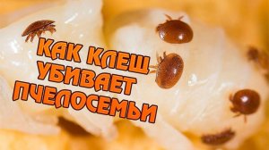 Пчелосемья которую клещ  варроа ослабил до нескольких улочек.