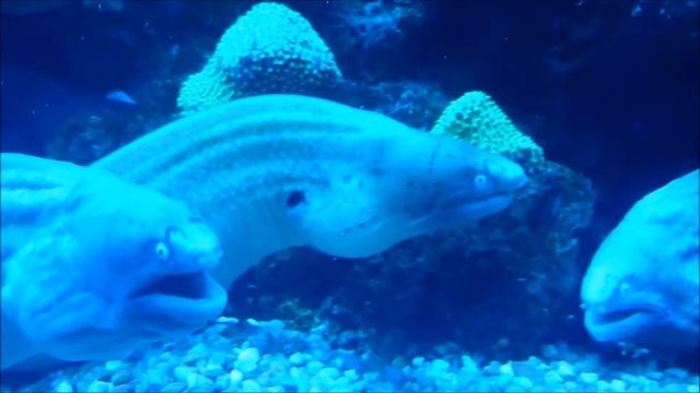 Gymnothorax griseus (Geometric moray) [HD] смотреть онлайн