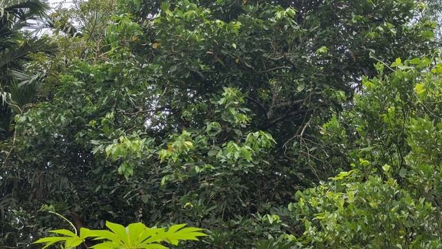 (PROPERTY #43) SMALL CUT FARM LOT FOR SALE IN TANAY, RIZAL WITH ACCESS TO SPRING - WITH TITLE! смотреть онлайн