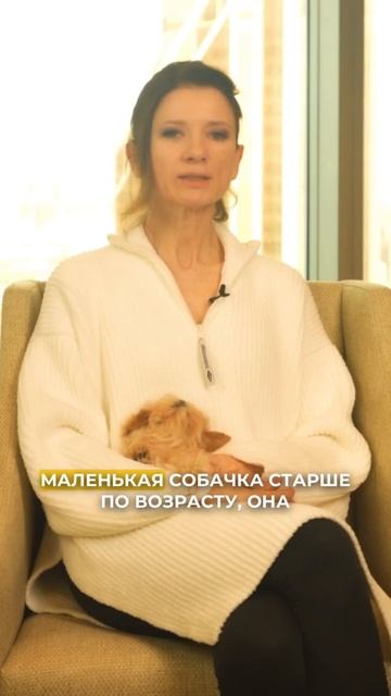 Как совместить собак разного размера: советы для владельцев собак Мальтипу смотреть онлайн