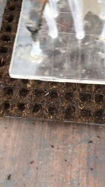 Высадка капусты сеялкой «паук» смотреть онлайн