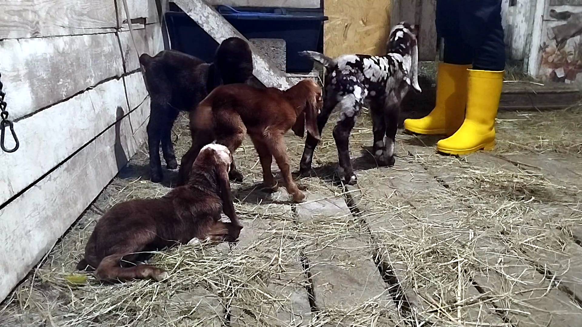 КОЗЛЯТА ПОСЫПАЛИСЬ КАК ГОРОХ🐐🐐🐐🐐 смотреть онлайн