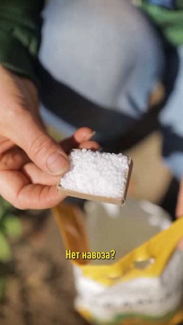 Невероятно пышное цветение роз гарантировано! Уход за розами весной смотреть онлайн